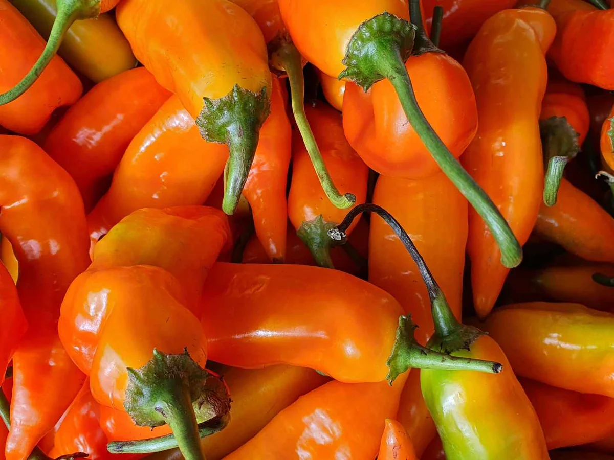 A close-up pile of orange hot peppers with green stems