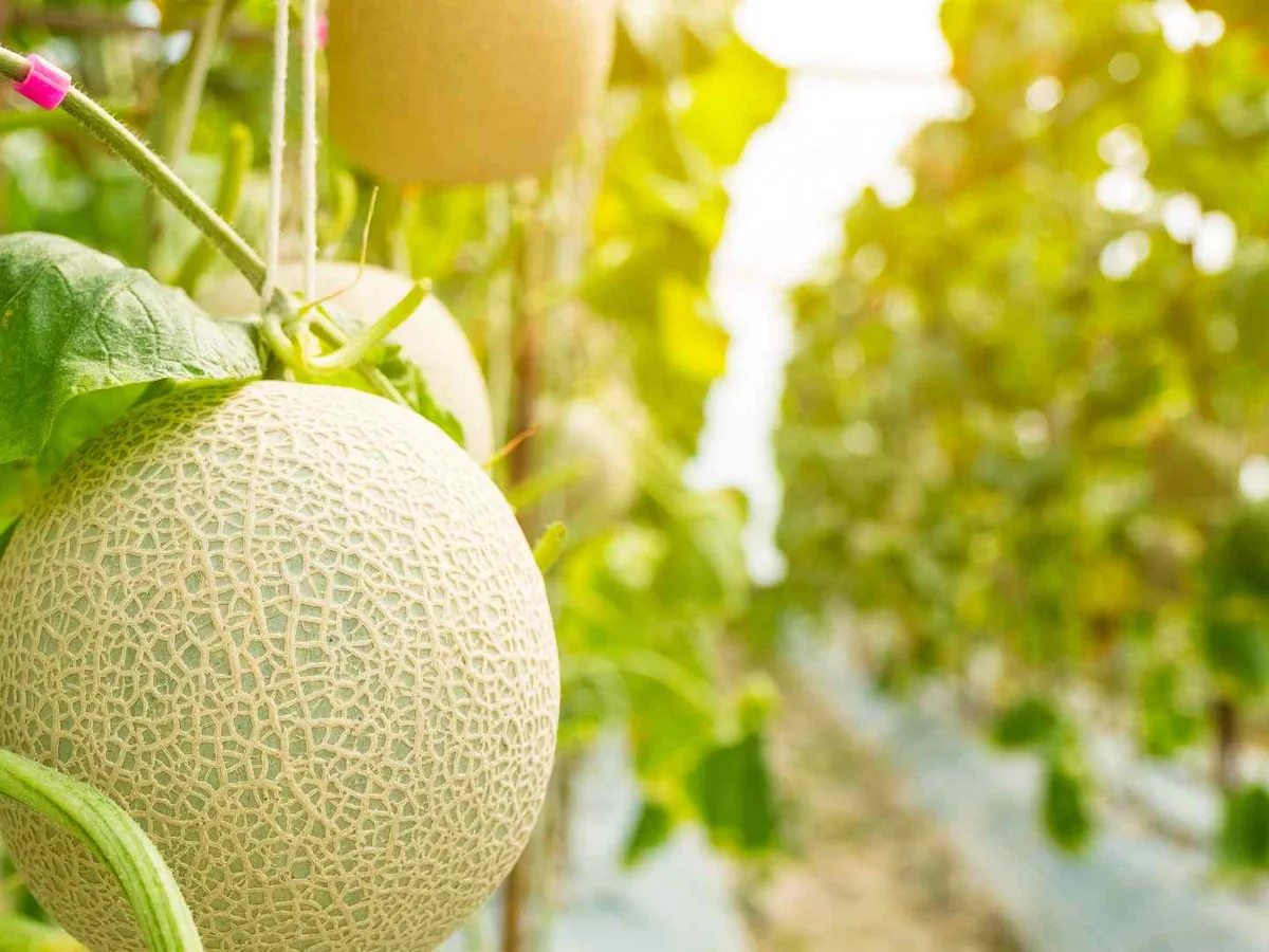 A pale melon growing on a vine in a greenhouse