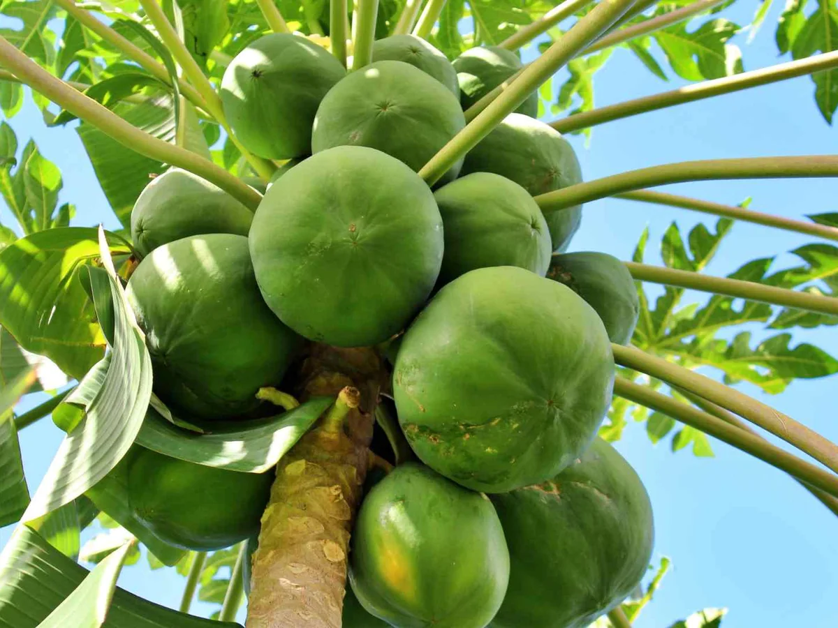 A cluster of green papayas growing on a tree