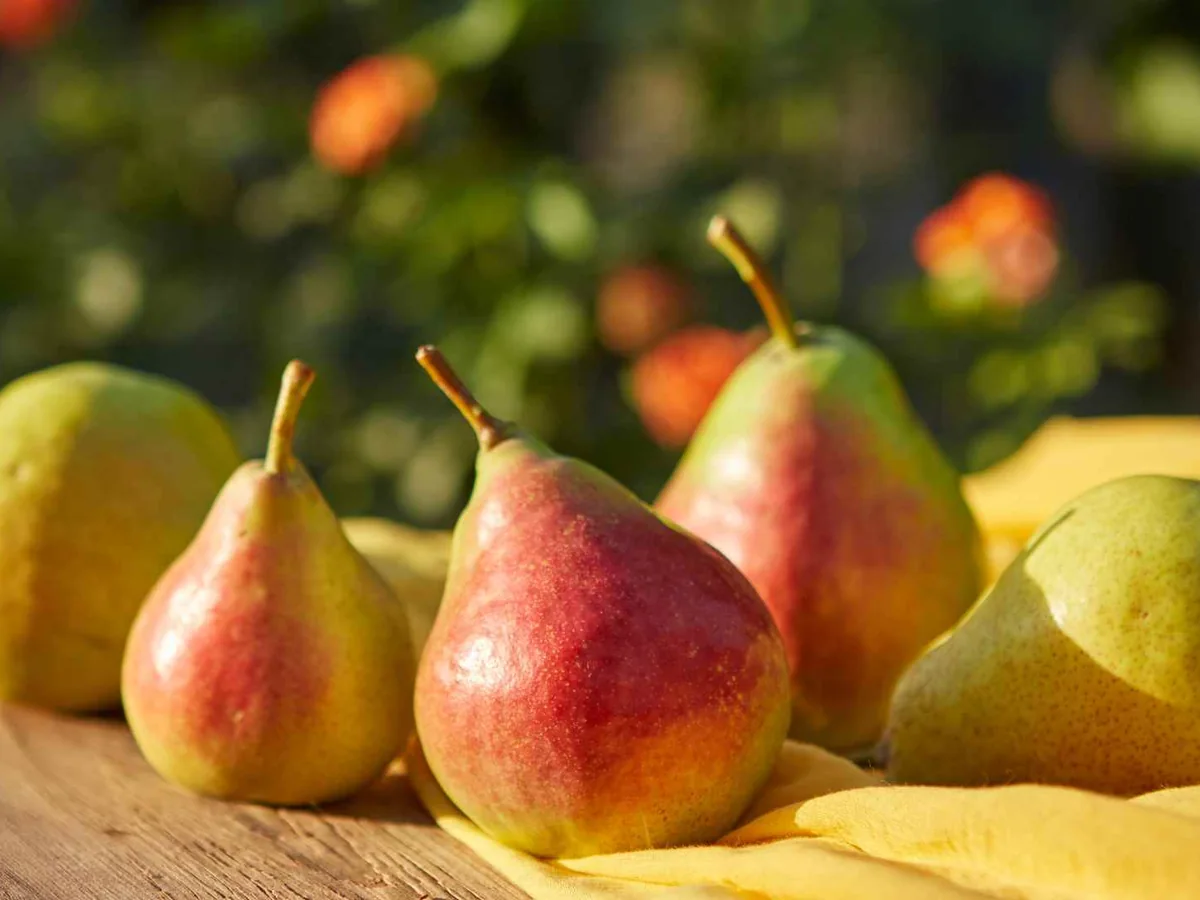 Red and green pears on a table in warm sunlight