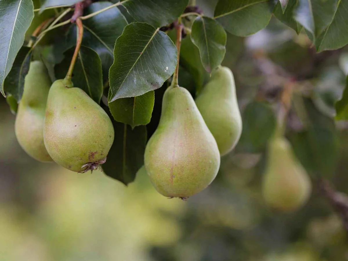 Three pears hanging from a leafy branch
