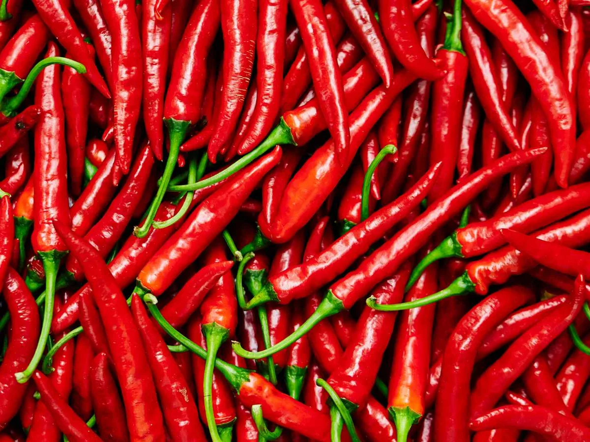 A dense pile of long red chile peppers
