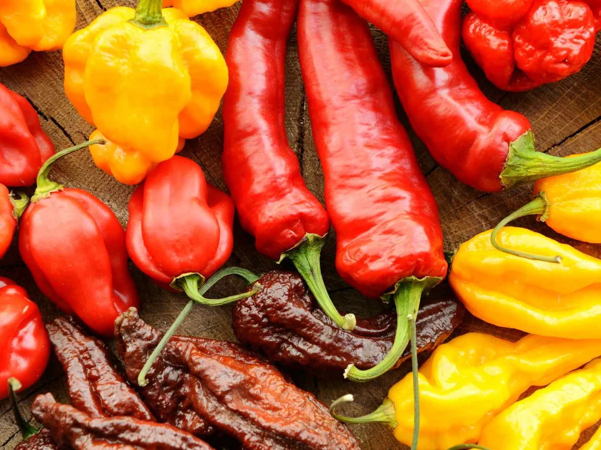Assorted red, yellow, orange, and brown hot peppers