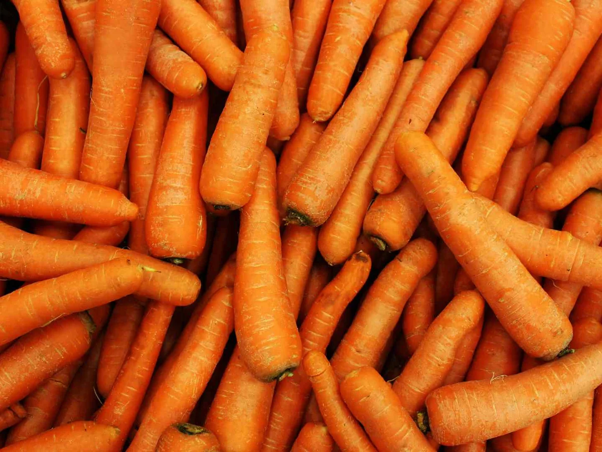 A dense pile of whole orange carrots