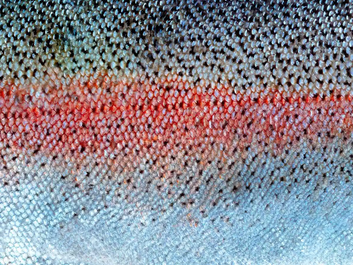 Extreme close-up of silvery salmon skin scales