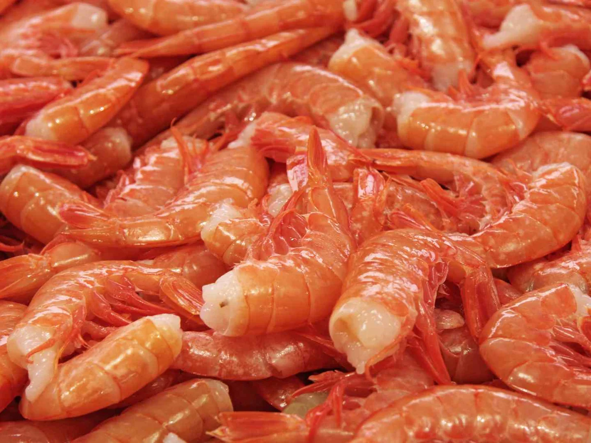 A dense close-up pile of small raw shrimp