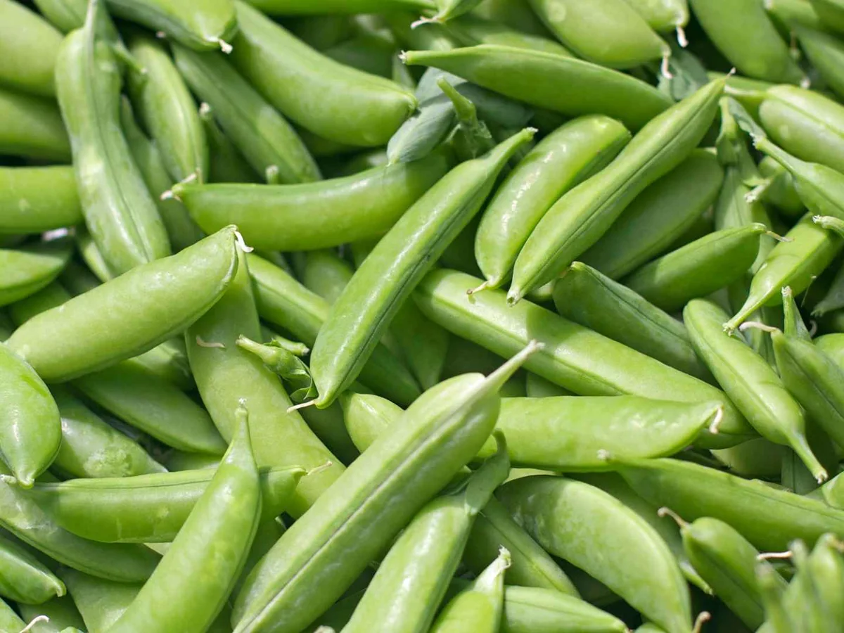 A close-up pile of fresh snap pea pods