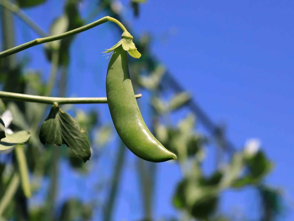 A single snap pea pod hanging on a plant