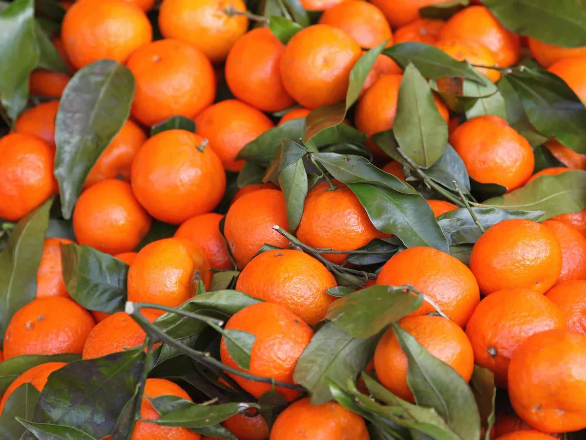 Fresh tangerines with green leaves filling the frame