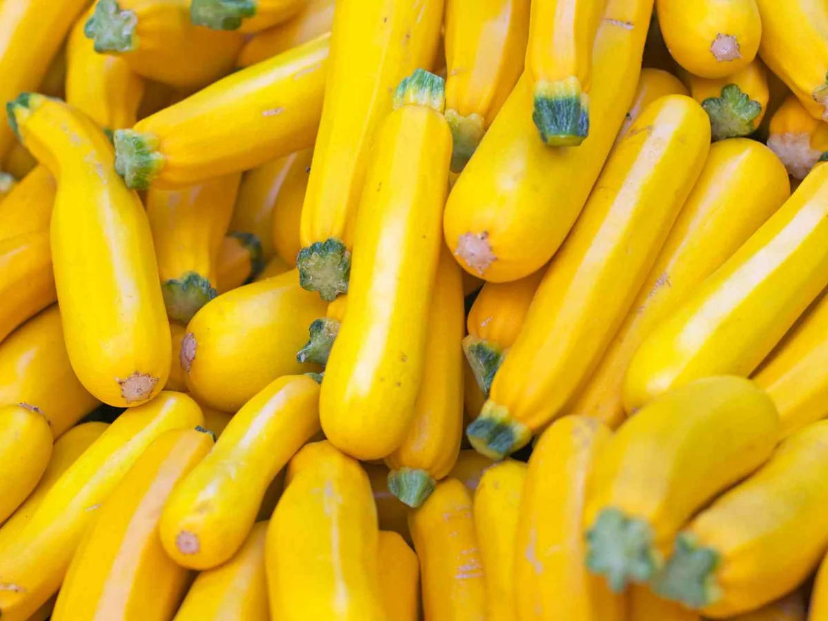 A market pile of bright yellow summer squash
