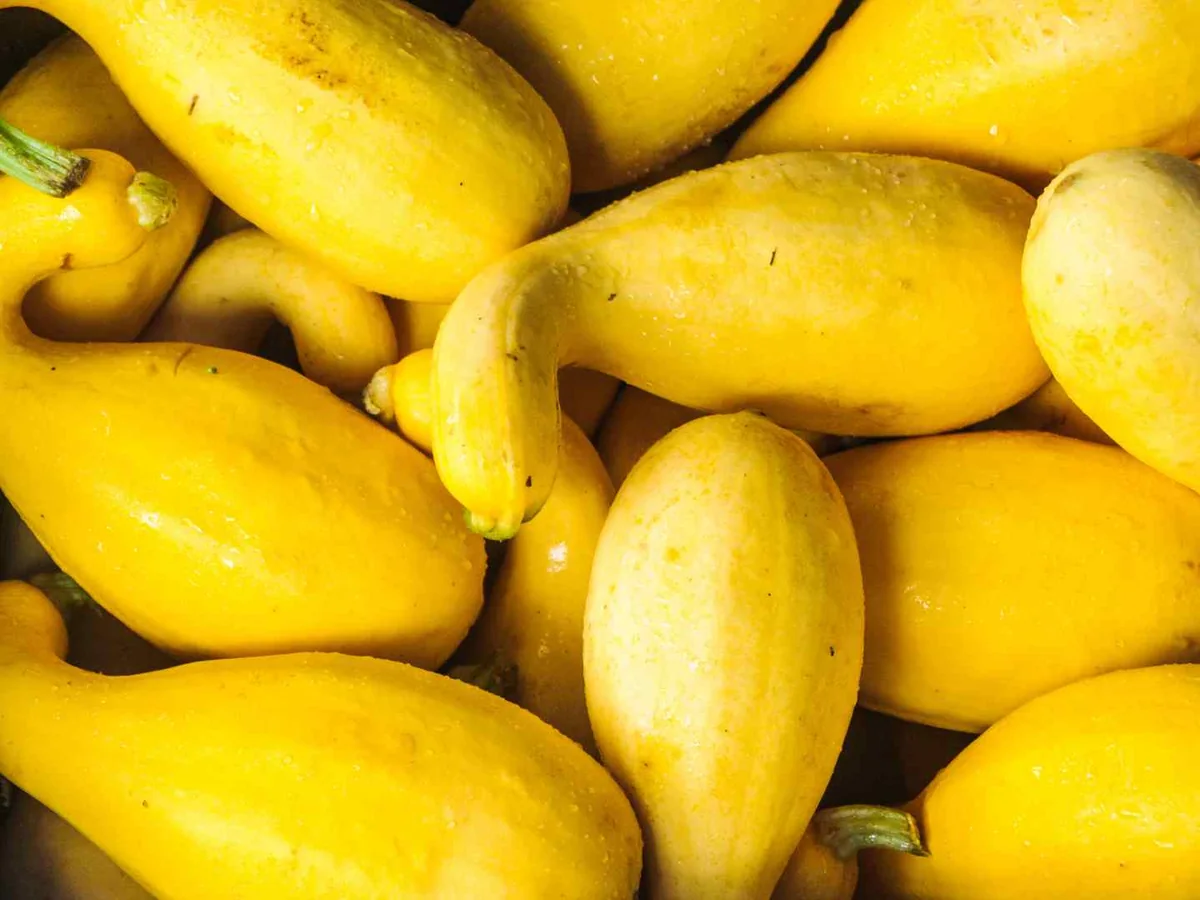A close-up pile of smooth yellow summer squash