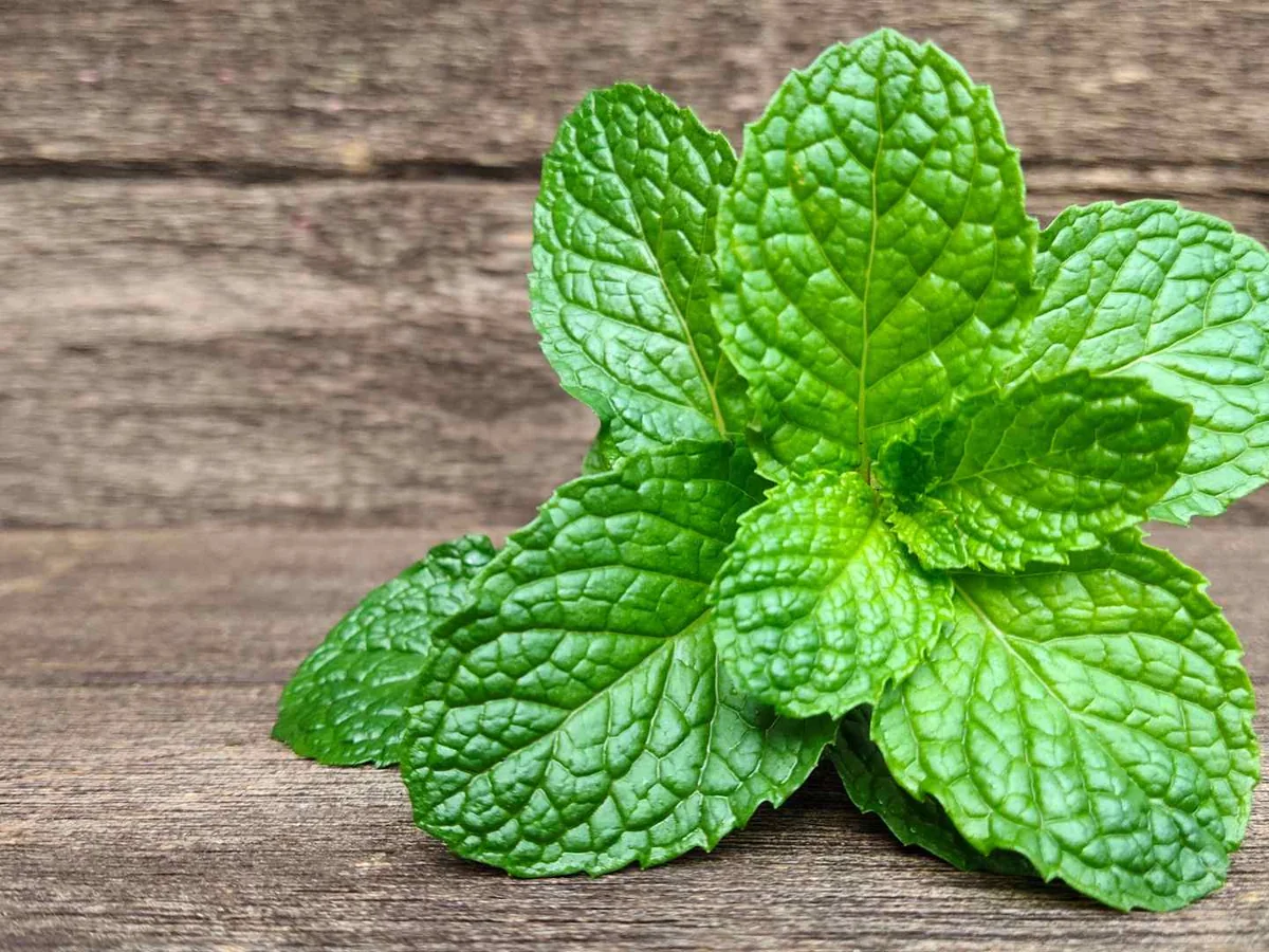 A cluster of fresh green peppermint leaves