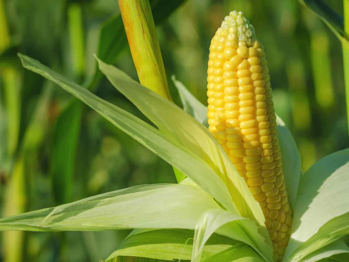A single ear of corn growing on a green stalk