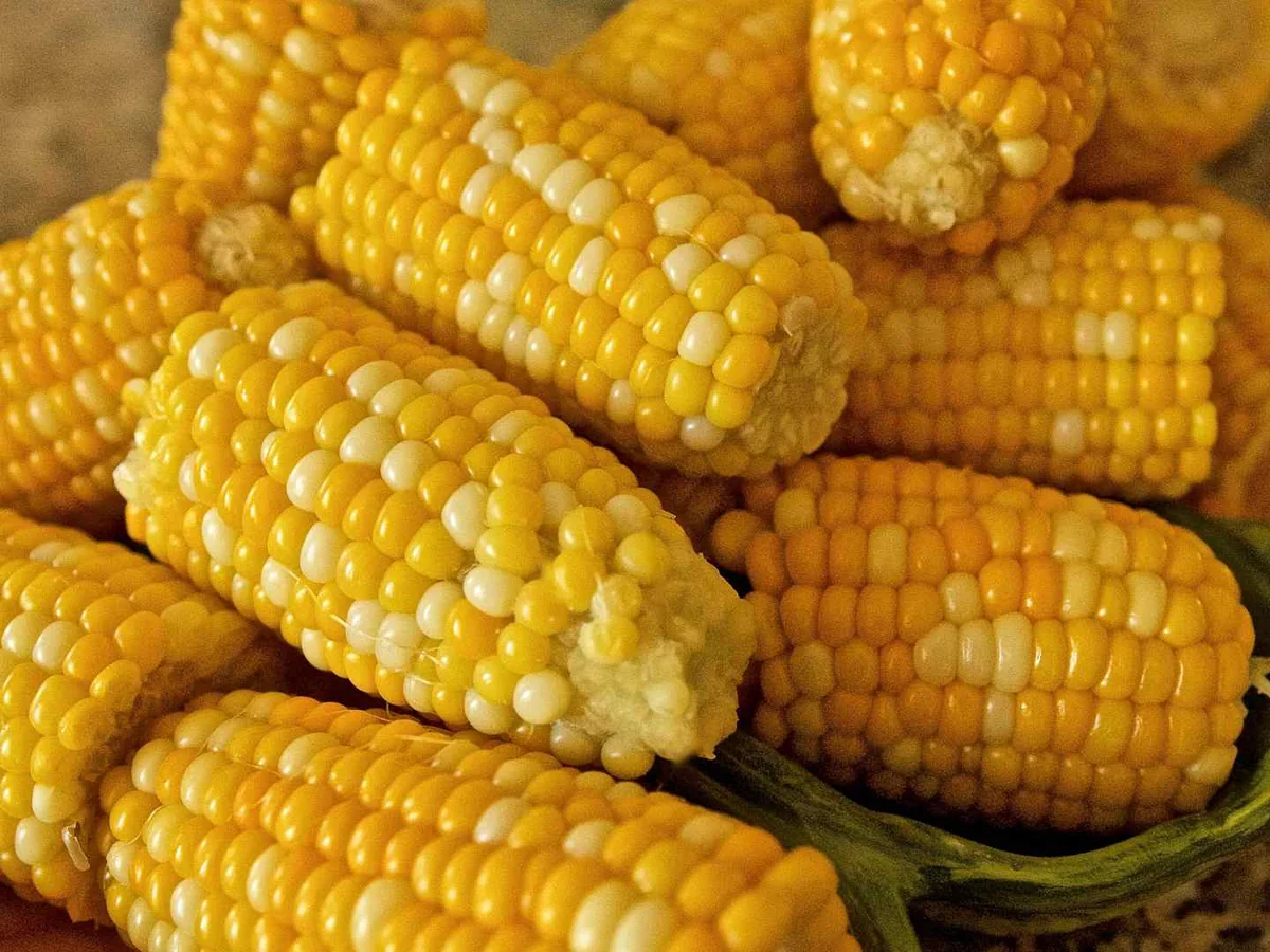 A pile of cooked corn on the cob